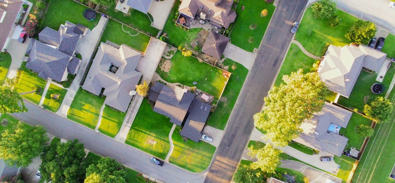 aerial view of green trees and white flowers
